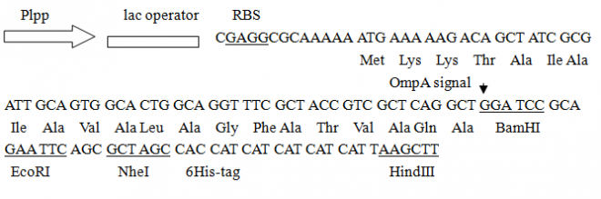 pLLP-ompA多克隆位点