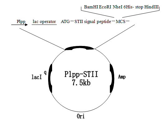 pLLP-STII质粒图谱