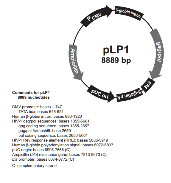 pLP1 质粒图谱