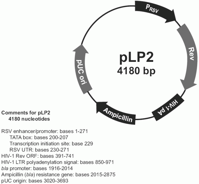 pLP2质粒图谱