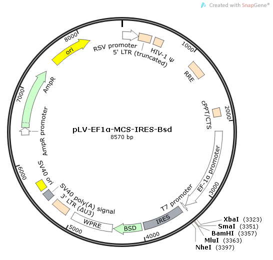 pLV-EF1α-MCS-IRES-Bsd质粒图谱