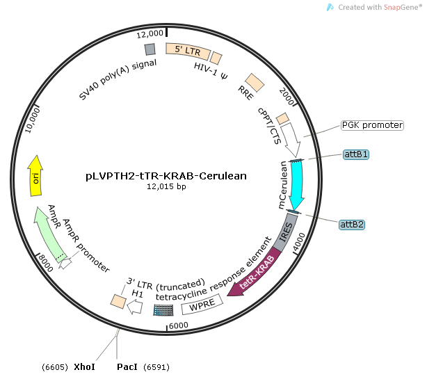 pLVPTH2-tTR-KRAB-Cerulean质粒图谱