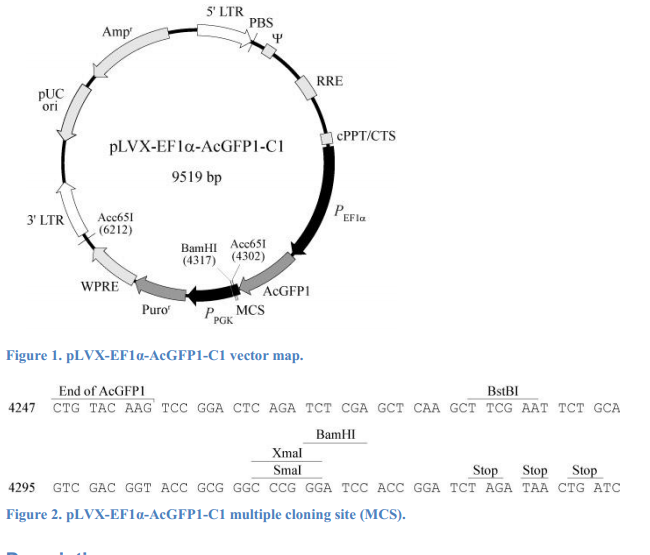 pLVX-EF1α-AcGFP1-C1 质粒图谱