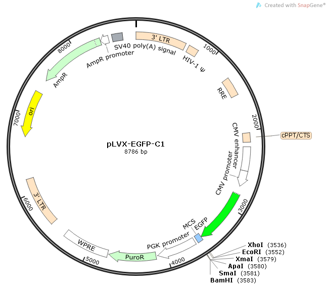 pLVX-EGFP-C1质粒图谱