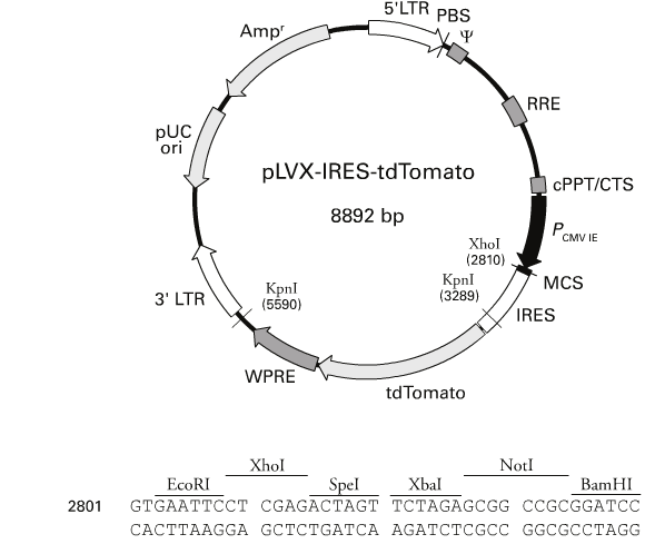 pLVX-IRES-tdTomato 质粒图谱