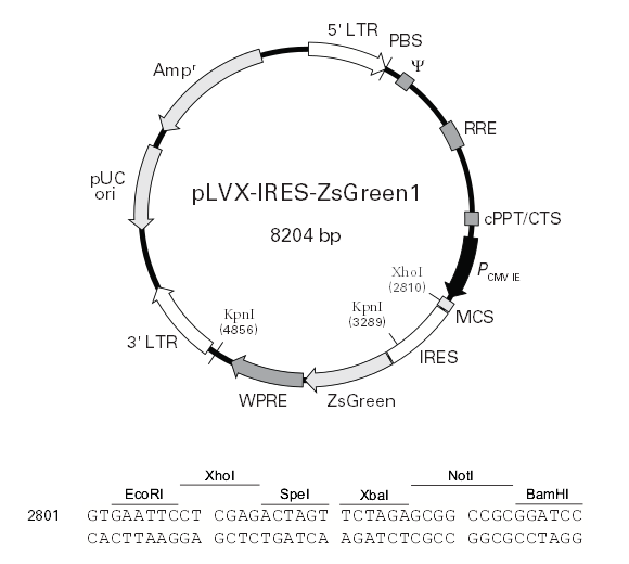pLVX-IRES-ZsGreen1 质粒图谱