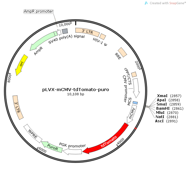 pLVX-mCMV-tdTomato-puro质粒图谱