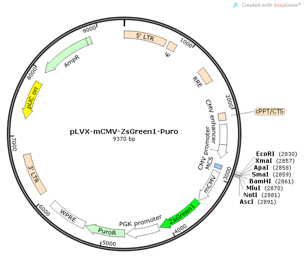 pLVX-mCMV-ZsGreen1-Puro质粒图谱