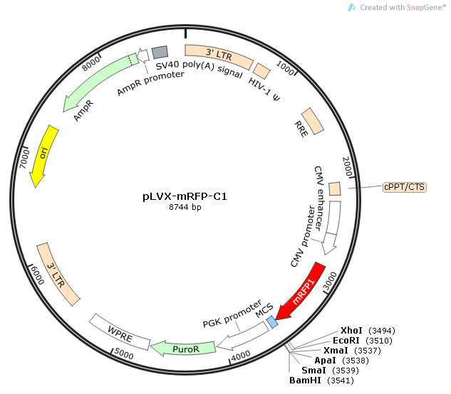 pLVX-mRFP-C1质粒图谱