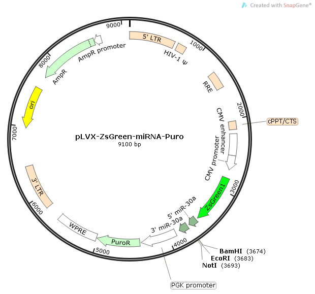 pLVX-ZsGreen-miRNA-Puro质粒图谱