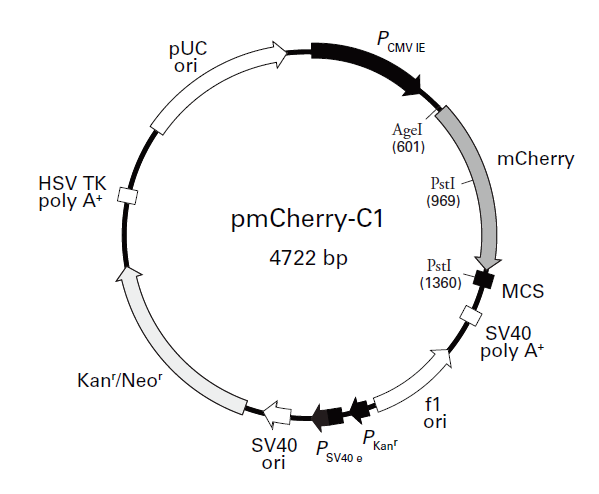 pmCherry-C1 质粒图谱