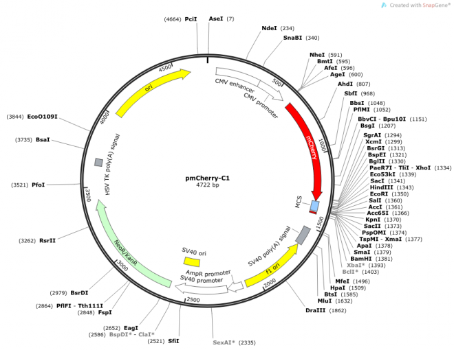 pmCherry-C1 载体图谱