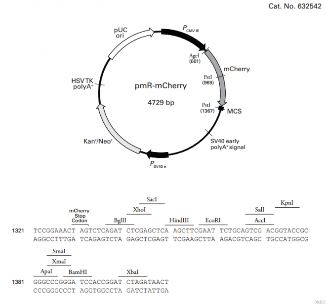 pmR-mCherry 质粒图谱