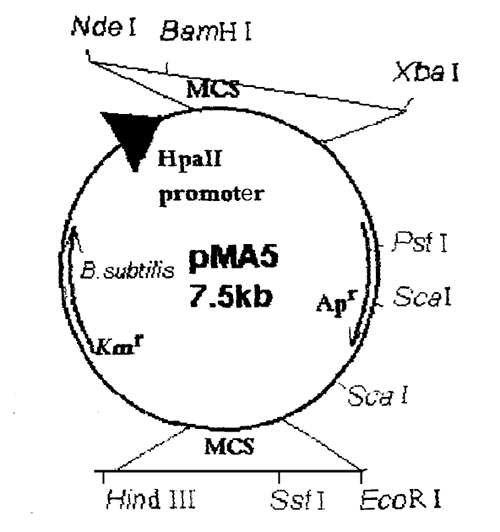 pMA5质粒图谱