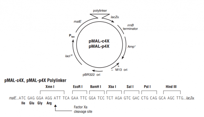 pMAL-c4x 质粒图谱