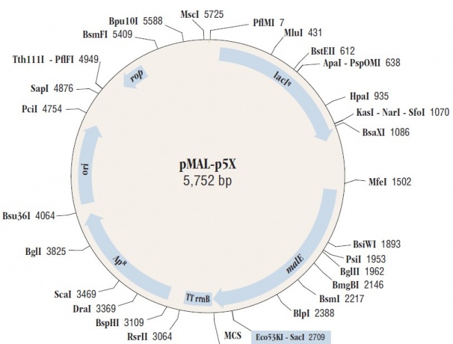 pMAL-p5X质粒图谱