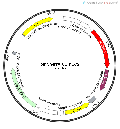 pmCherry-C1-hLC3质粒图谱