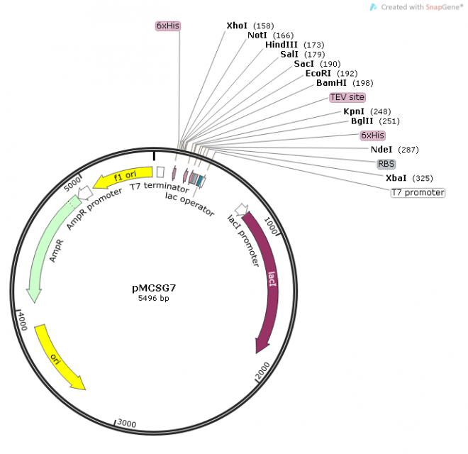 pMCSG7质粒图谱