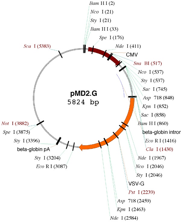 pMD2.G质粒图谱