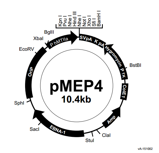 pMEP4 质粒图谱
