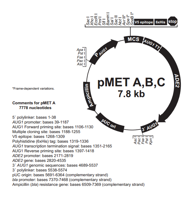 pMET B 质粒图谱