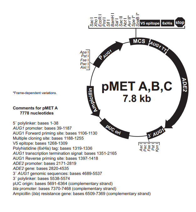 pMET A 质粒图谱