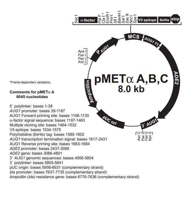 pMETα A 质粒图谱