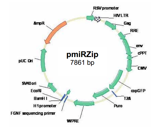 pmiRZip anti-microRNA质粒图谱