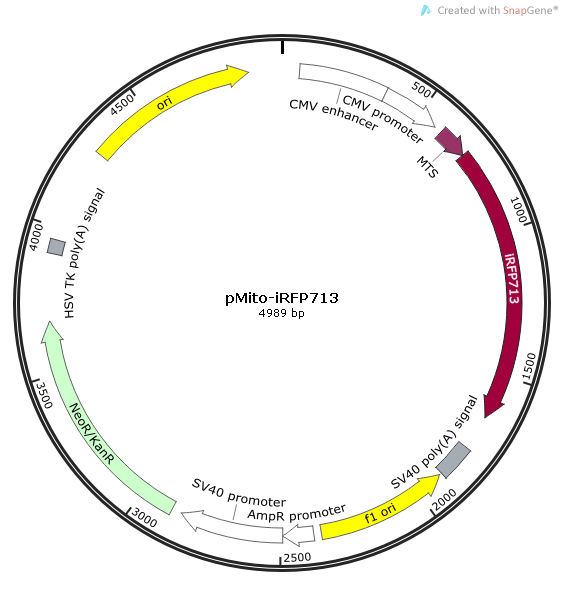 pMito-iRFP713质粒图谱