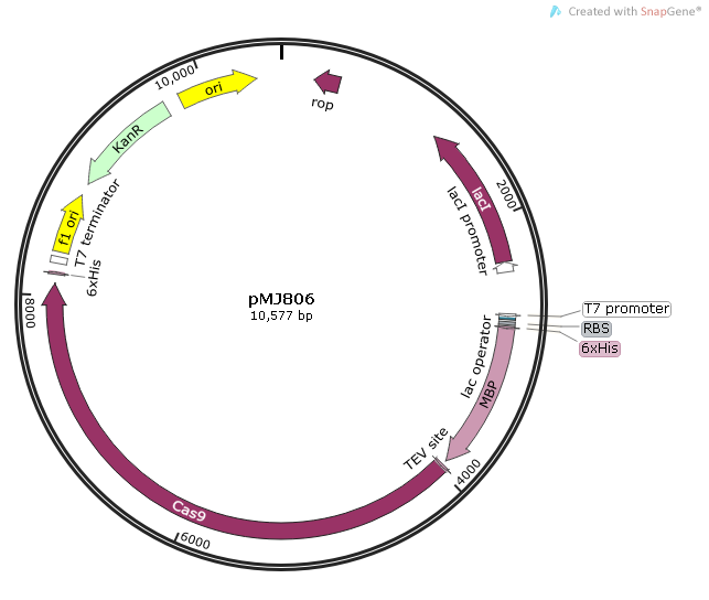 pMJ806质粒图谱