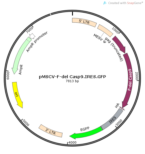 pMSCV-F-del Casp9.IRES.GFP质粒图谱