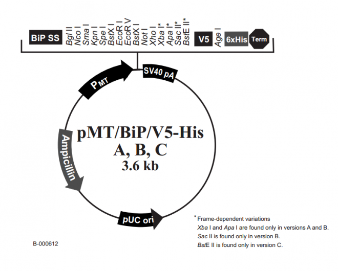 pMT/BiP/V5-His A, B, & C 质粒图谱