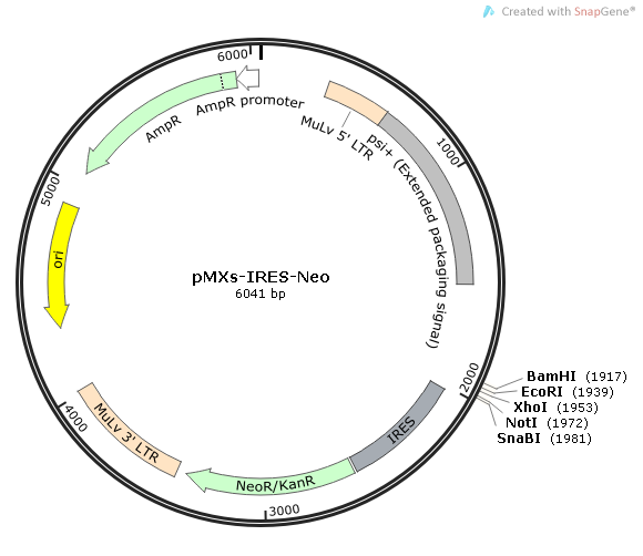 pMXs-IRES-Neo质粒图谱