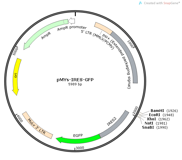 pMYs-IRES-GFP质粒图谱
