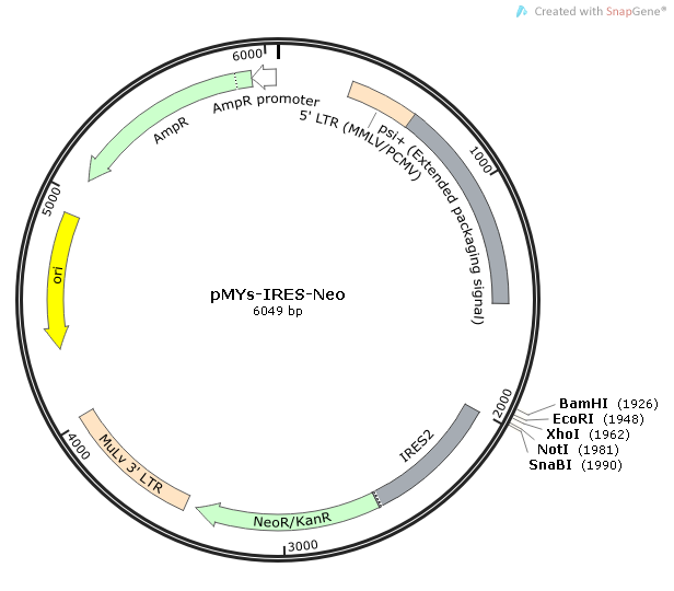 pMYs-IRES-Neo质粒图谱