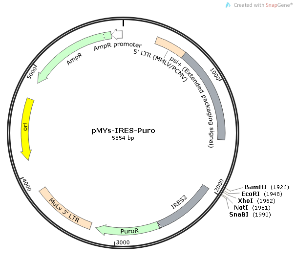 pMYs-IRES-Puro质粒图谱