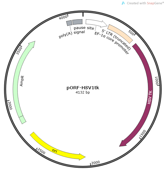 pORF-HSV1tk 质粒图谱