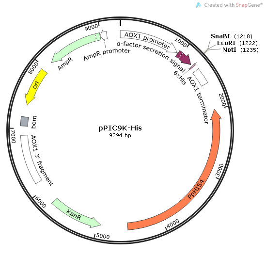 pPIC9K-His质粒图谱