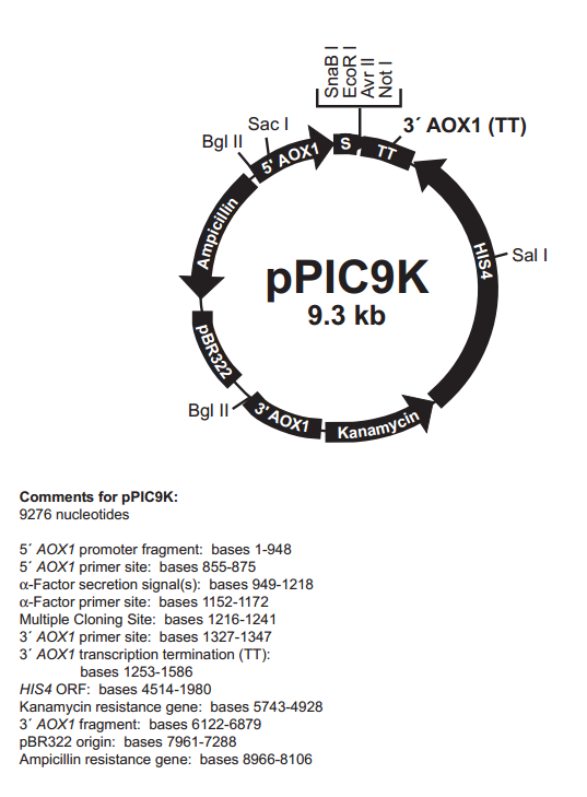 pPIC9K质粒图谱