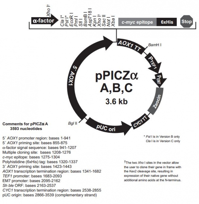 pPICZα A, B, & C 质粒图谱