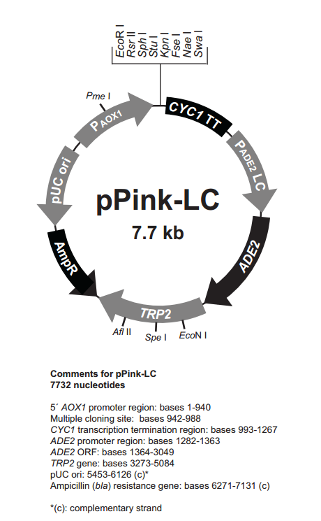 pPink-LC 质粒图谱
