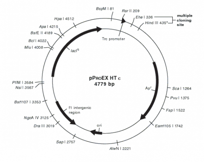 pPROEX HTc质粒图谱