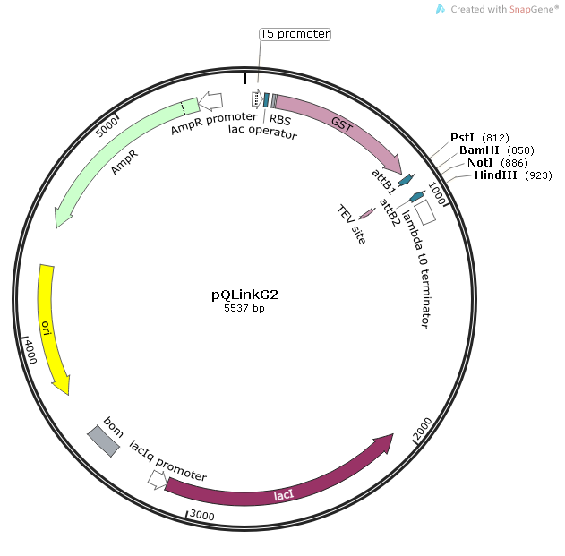 pQLinkG2质粒图谱