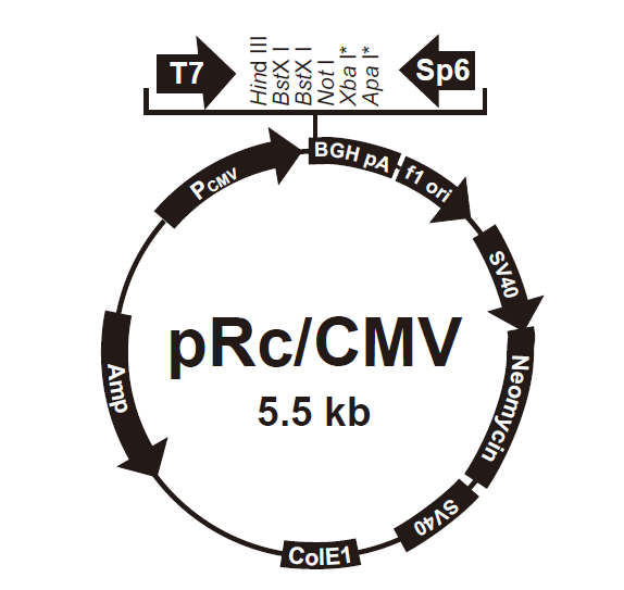 pRc/CMV质粒图谱