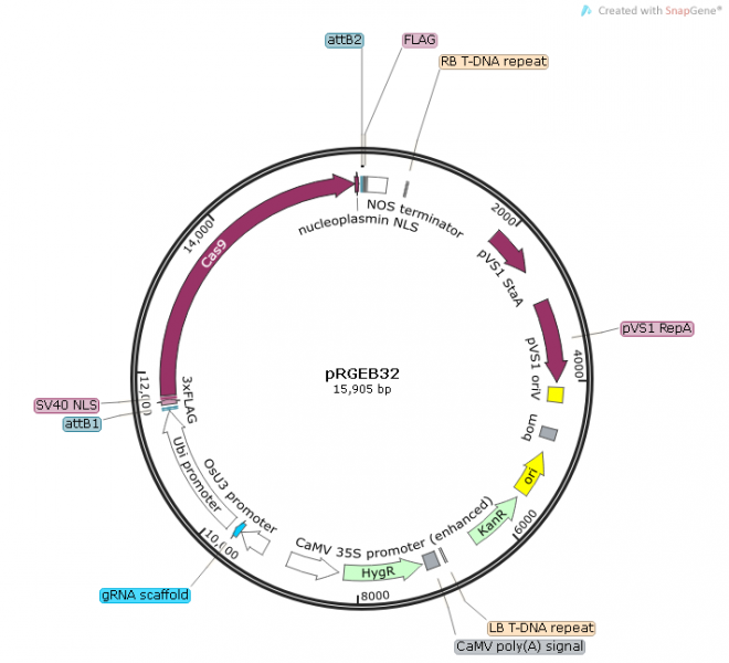 pRGEB32质粒图谱
