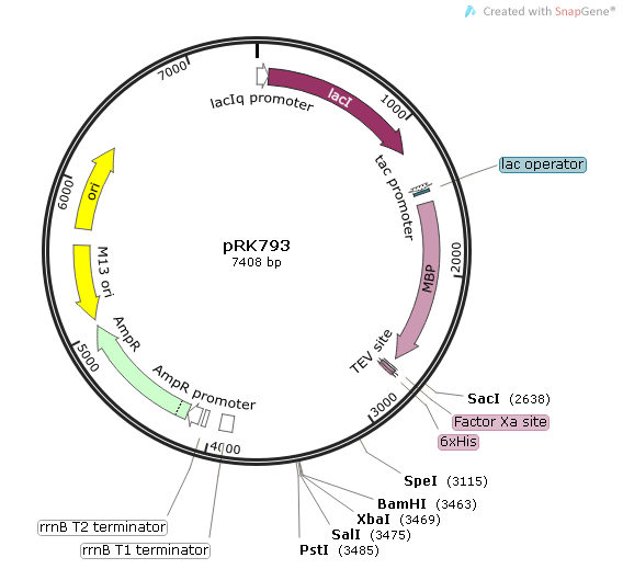 pRK793质粒图谱