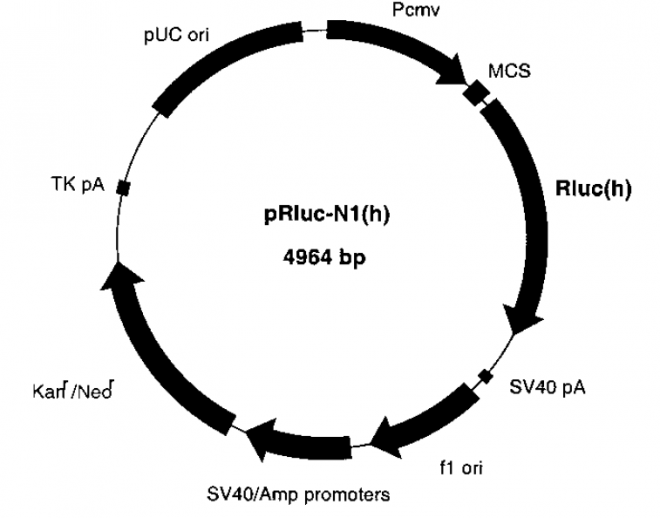 pRluc-N1质粒图谱