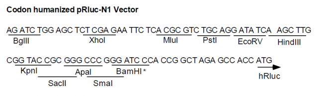 pRluc-N1多克隆位点