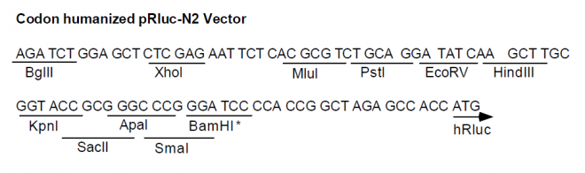 pRluc-N2多克隆位点
