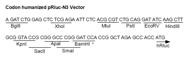 pRluc-N3多克隆位点